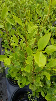 Image de Griselinia littoralis / Griseline