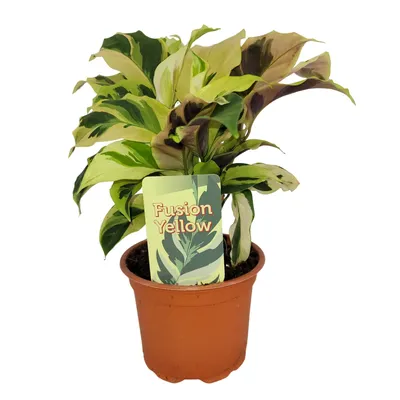 Zdjęcie produktu dla Calathea 'Fusion Yellow' - tropikalna piękność o jasnym wzorze liści, ok. 30 cm wysokości