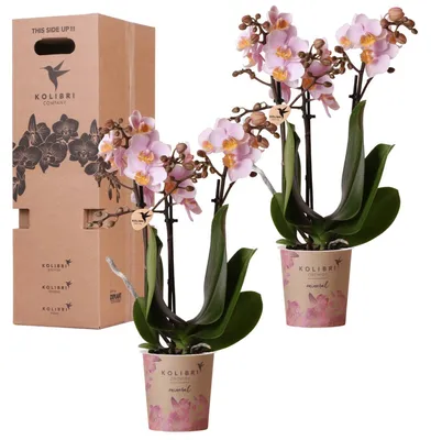 Obrázok produktu pre Prekvapenie v krabicke s orchideami - 2 orchidey - 9cm - Cerstvé priamo od