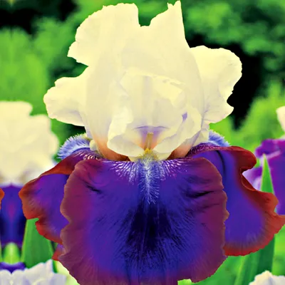 Produktbild von Iris Rhizom Staude Iris Germanica Deutsche Schwertlilie Burgemeister 1 St.