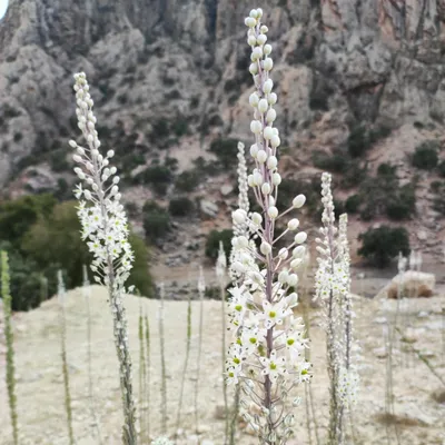 Image de Drimia maritima  - 10 graines