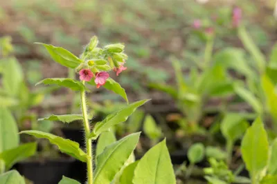 Produktbild von Pulmonaria rubra 'Redstart', Lungenkraut, rotblühend, ca. 9x9 cm Topf