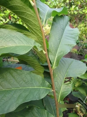 Produktbild von Asimina triloba Kentucky Champion - Indianerbanane Kentucky Champion Paw Paw 80-100cm