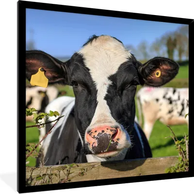 Produktbild von MuchoWow® Gerahmtes Poster Kuh - Zaun - Gras - Tiere 40x40 cm - Poster mit Schwarzem Bilderrahmen Wandposter Rahmen Foto Bilder - Mit Rahmen - Wanddekoration Schlafzimmer