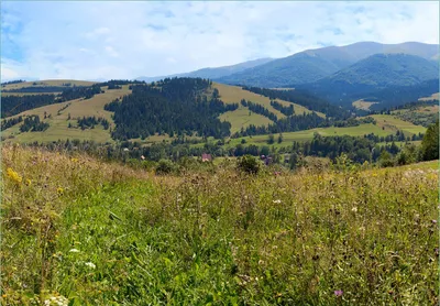 Produktbild von Wallario Fototapete Vliestapete, seidenmatte Oberfläche, einfache Verarbeitung, Größe 200 x 140 cm, Motiv Bergwiese in den Karpaten