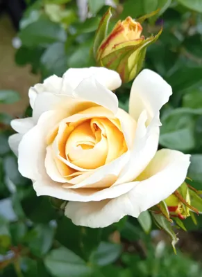 Obrázok produktu pre Ruža Fairytale Rose Lions Cream white vo veľkom 7-litrovom kvetináči