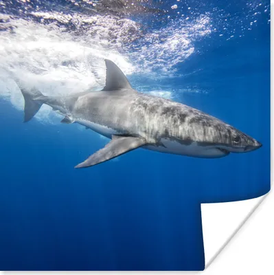 Produktbild von MuchoWow® Poster Hai - Meer - Wasser 100x100 cm - Babyzimmer