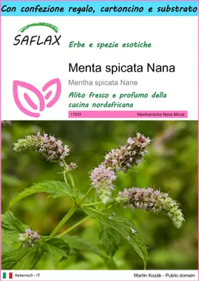 Immagine prodotto di SAFLAX Set regalo - Menta spicata Nana - 500 semi - Mentha