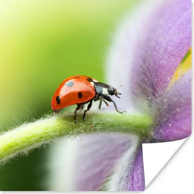 Produktbild von MuchoWow® Poster Marienkäfer auf einer Blume 75x75 cm - Wand Dekoration