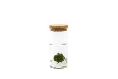 Obrázek produktu pro Gardners Skleněná váza BACOPA s korkovým špuntem 14x6,5 cm a 1 řasokoule