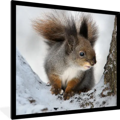 Produktbild von MuchoWow® Gerahmtes Poster Eichhörnchen - Tier - Baum - Winter 40x40 cm - Poster mit Schwarzem Bilderrahmen Wandposter Rahmen Foto Bilder - Mit Rahmen - Wanddekoration Schlafzimmer