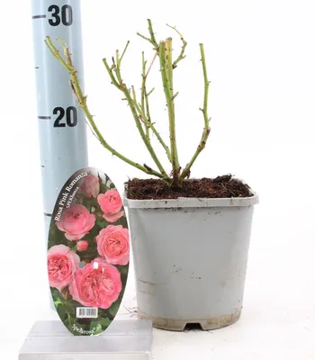 Image de Rosa Pink Romanza ® - Rose | 10-15 cm en pot