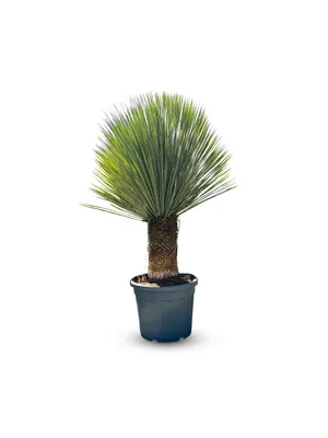 Zdjęcie produktu dla Sunny Tree - Yucca Rostrata - Palma - wysokość pnia 50/60 cm - 160 cm - Zimotrwała lilia palmowa