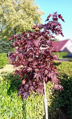 Produktbild von Blut - Ahorn " Crimson sentry " Acer platanoides Hochstamm Höhe 125 - 150 cm