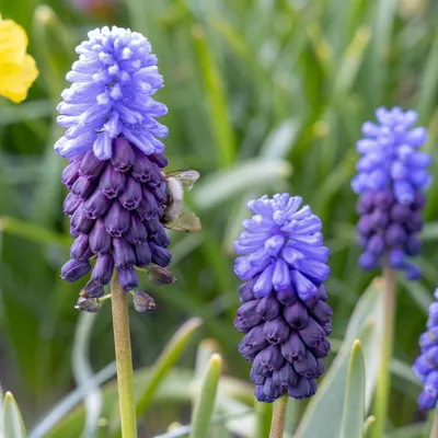 Image de 50x Muscari Latifolium - Breedbladig blauw druifje - Blauw - Verwilderingsbol - Bolmaat 5/6