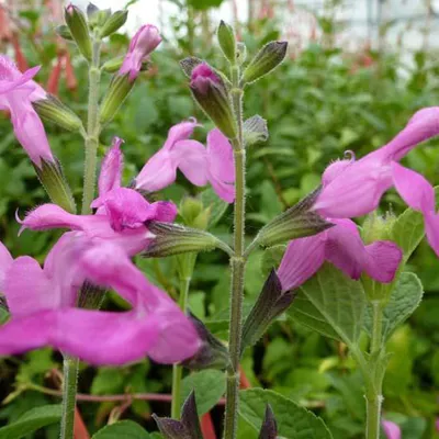 Obrázok produktu pre 6 ks šalvia lekárska – Salvia microphylla 'Pink Beauty' | Kvetináč 9x9 cm