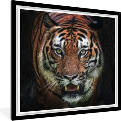 Produktbild von MuchoWow® Gerahmtes Poster Tiger - Kopf - Schwarz 40x40 cm - Poster mit Schwarzem Bilderrahmen Wandposter Rahmen Foto Bilder - Mit Rahmen - Wanddekoration Schlafzimmer
