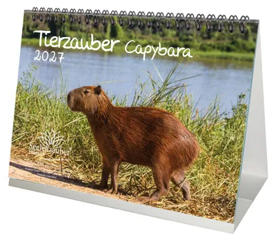 Produktbild von Tierzauber Capybara DIN A5 Tischkalender für 2027 Schweine Schweinchen - Seelenzauber
