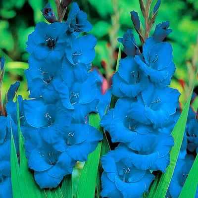 Immagine prodotto di Gladiolus Gladiolo Blu Blue XXL 5 pz Gladioli bulbi di gladiolo