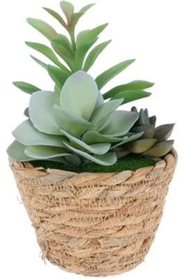 Imagen del producto de Suculenta en cesta de 16 cm