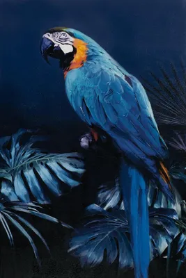 Produktbild von ArtUniverse Leinwandbild Papagei In Blau 80 x 120 cm