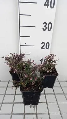 Produktbild von 6 x Aster lateriflorus 'Prince' - Herbstaster - Topf 9 x 9 cm