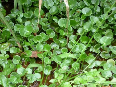 Productafbeelding van Moerings Heteranthera Reniformis | Modderweegbree | In Beker Medium