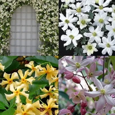 Produktbild von 4er set Clematis mix Weiss/Gelb/Rosa - Immergrün & Winterhart - Sterjasmin Weiß &Gelb/Clematis Apple Blossom (Rosa)/Clematis Early Sensation (Weiß)