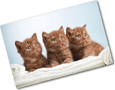 Produktbild von Tulup Glas Herdabdeckplatte - 80x52 cm - Glaskeramikkochfeld-Abdeckung Spritzschutz Glasabdeckplatte - Einteilig - Tiere - Kätzchen Handtuch - Braun