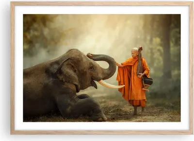 Produktbild von Gerahmtes Poster - Rahmen in heller Eiche - Elefant Mönch Stoßzahn - 70x50 cm - Wand Bild - Wanddeko - Wandbilder - Wandposter - Bilderrahmen - Bilder - Kunstdruck - Wandbild - P2NAA70x50-3484