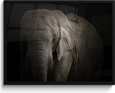 Produktbild von MuchoWow® MuchoWow® Gerahmtes Poster Elefant - Porträt - Tiere - Schwarz 80x60 cm - Poster mit zchwarzem Bilderrahmen - Schwarzem - Mit Gestell