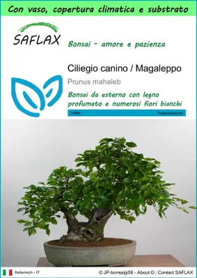 Immagine prodotto di SAFLAX Garden to go - Ciliegio canino / Magaleppo - 30 semi - Prunus