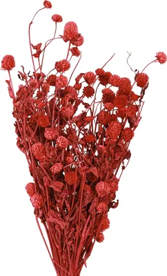 Produktbild von Trockenblumen Kugelamarant zur Dekoration und kreativen Gestaltung