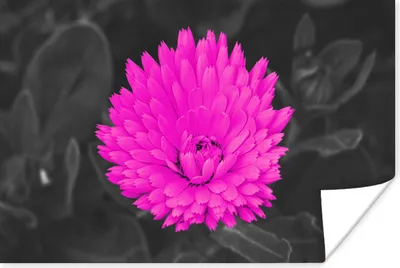 Produktbild von MuchoWow® Poster Blumen - Aquarell - Rosa 180x120 cm - Fotoplakat