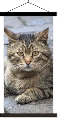 Produktbild von MuchoWow® Textilposter Katze - Tier - Braun - Mädchen - Kinder - Jungen - Kind 40x80 cm mit schwarzem Rahmen - Wandemalerei