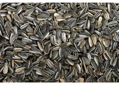 Produktbild von Tweetfeed Sonnenblumenkerne gestreift – 750 g – Wildvogelfutter