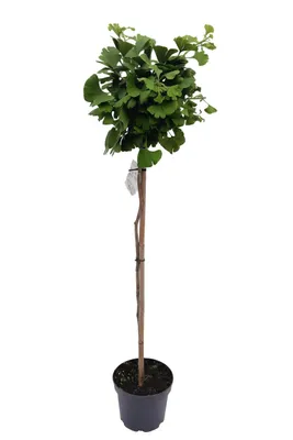 Produktbild von Ginkgo Mariken Kugelbaum Hochstamm 160-170 cm – winterharter Fächerblattbaum mit runder Krone