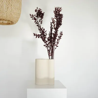 Image de Ruscus conservé - Fleurs séchées de fragon - 1 à 5 tiges (60 à 75cm) - Plante