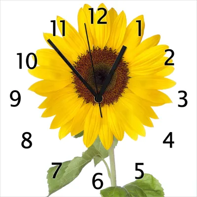 Produktbild von Wallario Design Wanduhr Sonnenblume aus Echtglas, Größe 30 x 30 cm