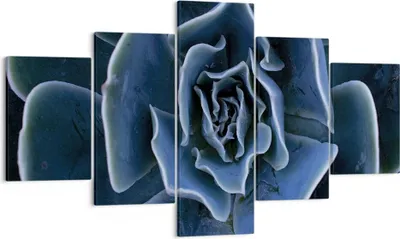 Produktbild von Bild auf Leinwand - Leinwandbild - 5 Teile - Blau Kaktus Blume - 125x70cm - Wand Bild - Wanddeko - Wandbilder - Leinwanddruck - Bilder - Wanddekoration - Leinwand bilder - Wandbild - EA125x70-5008