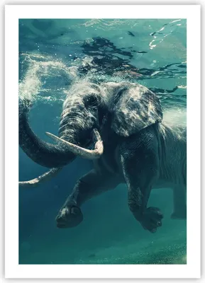 Produktbild von Poster - Poster ohne Rahmen - Elefant Tier Wasser - 50x70 cm - Wand Bild - Wanddeko - Wandbilder - Kunstposter - Wandposter - Bilder - Kunstdruck - Wanddekoration - Wandbild - P2XPA50x70-3944