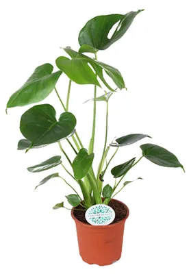 Image de Monstera deliciosa - 35-45cm - Ø14cm - Plante d'intérieur - Vert persistant