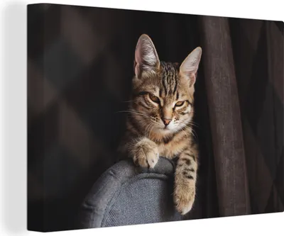 Produktbild von OneMillionCanvasses® - Leinwandbilder - 140x90 cm, Nahaufnahme einer Katze auf einer Stuhlreling, Wandbilder Kunstdruck Wanddekoration