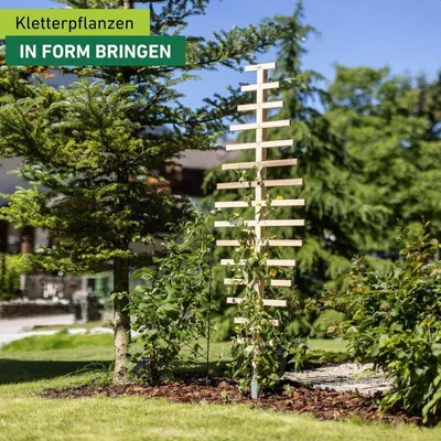 Produktbild von Rankspalier aus Holz, Feder, 60x180cm