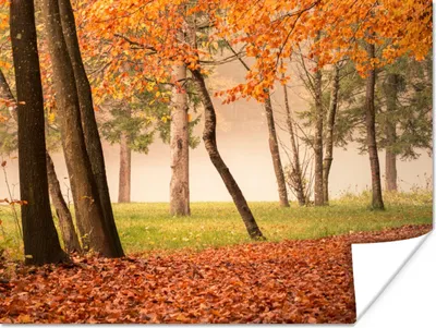 Produktbild von MuchoWow® Poster Blätter - Herbst - Wald 160x120 cm - Foto Plakat