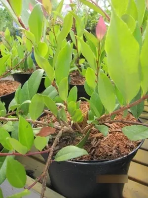 Produktbild von Myrsine semiserrata - Blaubeermyrte - 25-30 cm