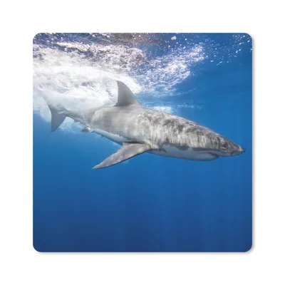 Produktbild von MuchoWow® Mauspad Mousepad Hai - Meer - Wasser 20x20 cm - Mousepads - Maus Mat - Pad - Mausunterlage - Desk Mat - Bureauartikeln