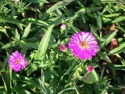 Zdjęcie produktu dla 6 x Aster dum. anneke' - Aster jesienny - Doniczka 9 x 9 cm