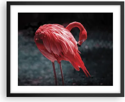 Produktbild von Gerahmtes Poster - Schwarzer Rahmen - Flamingo Rosa Vogel - 50x40 cm - Wand Bild - Wanddeko - Wandbilder - Kunstposter - Wandposter - Bilderrahmen - Bilder - Kunstdruck - P2BAA50x40-4551