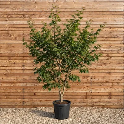 Produktbild von Fächerahorn Osakazuki 125-150 cm - Acer palmatum mehrstämmig